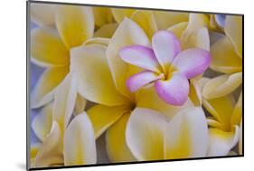 USA, Hawaii, Oahu, Plumeria Flowers in Bloom-Terry Eggers-Mounted Photographic Print