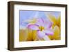 USA, Hawaii, Oahu, Plumeria Flowers in Bloom-Terry Eggers-Framed Photographic Print