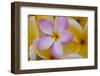 USA, Hawaii, Oahu, Plumeria Flowers in Bloom-Terry Eggers-Framed Photographic Print