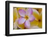 USA, Hawaii, Oahu, Plumeria Flowers in Bloom-Terry Eggers-Framed Photographic Print