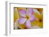 USA, Hawaii, Oahu, Plumeria Flowers in Bloom-Terry Eggers-Framed Photographic Print