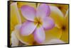 USA, Hawaii, Oahu, Plumeria Flowers in Bloom-Terry Eggers-Framed Stretched Canvas