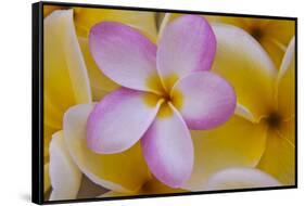 USA, Hawaii, Oahu, Plumeria Flowers in Bloom-Terry Eggers-Framed Stretched Canvas