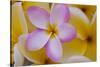 USA, Hawaii, Oahu, Plumeria Flowers in Bloom-Terry Eggers-Stretched Canvas