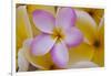 USA, Hawaii, Oahu, Plumeria Flowers in Bloom-Terry Eggers-Framed Photographic Print