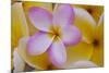 USA, Hawaii, Oahu, Plumeria Flowers in Bloom-Terry Eggers-Mounted Premium Photographic Print