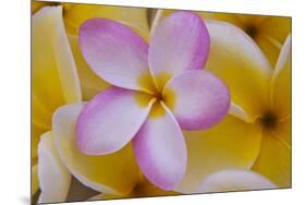 USA, Hawaii, Oahu, Plumeria Flowers in Bloom-Terry Eggers-Mounted Premium Photographic Print