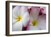 USA, Hawaii, Oahu, Tropical Gardens with close up of a Plumeria flower-Terry Eggers-Framed Photographic Print