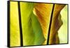 USA, Hawaii, Oahu, Tropical Gardens with philodendrons-Terry Eggers-Framed Stretched Canvas