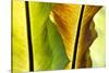 USA, Hawaii, Oahu, Tropical Gardens with philodendrons-Terry Eggers-Stretched Canvas