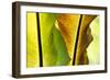 USA, Hawaii, Oahu, Tropical Gardens with philodendrons-Terry Eggers-Framed Photographic Print