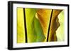 USA, Hawaii, Oahu, Tropical Gardens with philodendrons-Terry Eggers-Framed Photographic Print