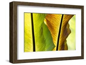 USA, Hawaii, Oahu, Tropical Gardens with philodendrons-Terry Eggers-Framed Photographic Print