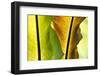 USA, Hawaii, Oahu, Tropical Gardens with philodendrons-Terry Eggers-Framed Photographic Print