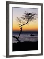 USA, Hawaii. Tree Silhouette at Twilight-Jaynes Gallery-Framed Photographic Print