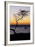 USA, Hawaii. Tree Silhouette at Twilight-Jaynes Gallery-Framed Photographic Print