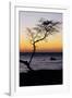 USA, Hawaii. Tree Silhouette at Twilight-Jaynes Gallery-Framed Photographic Print