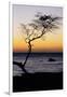 USA, Hawaii. Tree Silhouette at Twilight-Jaynes Gallery-Framed Photographic Print