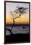 USA, Hawaii. Tree Silhouette at Twilight-Jaynes Gallery-Framed Photographic Print