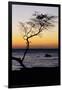 USA, Hawaii. Tree Silhouette at Twilight-Jaynes Gallery-Framed Photographic Print