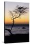 USA, Hawaii. Tree Silhouette at Twilight-Jaynes Gallery-Stretched Canvas