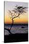 USA, Hawaii. Tree Silhouette at Twilight-Jaynes Gallery-Stretched Canvas