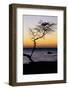 USA, Hawaii. Tree Silhouette at Twilight-Jaynes Gallery-Framed Photographic Print