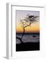 USA, Hawaii. Tree Silhouette at Twilight-Jaynes Gallery-Framed Photographic Print