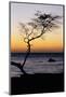 USA, Hawaii. Tree Silhouette at Twilight-Jaynes Gallery-Mounted Photographic Print