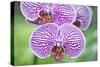 USA, Hi, Near Hilo, Hawaii Tropical Botanical Garden, Orchid-Rob Tilley-Stretched Canvas