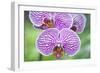 USA, Hi, Near Hilo, Hawaii Tropical Botanical Garden, Orchid-Rob Tilley-Framed Photographic Print