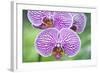 USA, Hi, Near Hilo, Hawaii Tropical Botanical Garden, Orchid-Rob Tilley-Framed Photographic Print