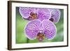 USA, Hi, Near Hilo, Hawaii Tropical Botanical Garden, Orchid-Rob Tilley-Framed Photographic Print