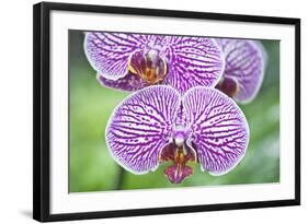 USA, Hi, Near Hilo, Hawaii Tropical Botanical Garden, Orchid-Rob Tilley-Framed Photographic Print