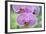 USA, Hi, Near Hilo, Hawaii Tropical Botanical Garden, Orchid-Rob Tilley-Framed Photographic Print