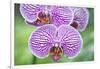 USA, Hi, Near Hilo, Hawaii Tropical Botanical Garden, Orchid-Rob Tilley-Framed Photographic Print