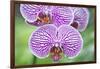 USA, Hi, Near Hilo, Hawaii Tropical Botanical Garden, Orchid-Rob Tilley-Framed Photographic Print