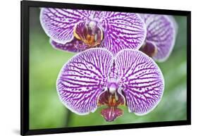 USA, Hi, Near Hilo, Hawaii Tropical Botanical Garden, Orchid-Rob Tilley-Framed Photographic Print