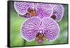 USA, Hi, Near Hilo, Hawaii Tropical Botanical Garden, Orchid-Rob Tilley-Framed Stretched Canvas