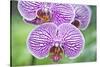 USA, Hi, Near Hilo, Hawaii Tropical Botanical Garden, Orchid-Rob Tilley-Stretched Canvas