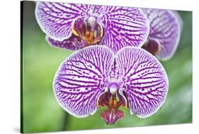 USA, Hi, Near Hilo, Hawaii Tropical Botanical Garden, Orchid-Rob Tilley-Stretched Canvas