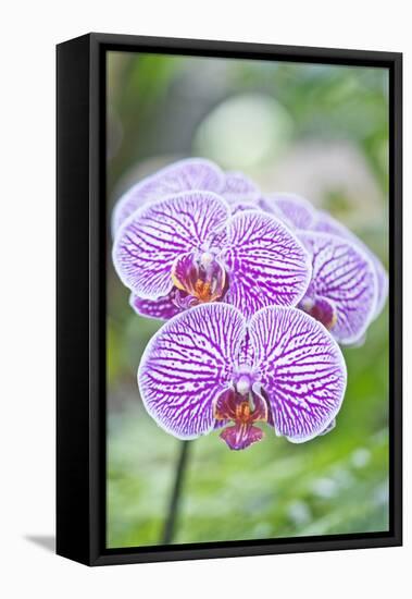 USA, Hi, Near Hilo, Hawaii Tropical Botanical Garden, Orchid-Rob Tilley-Framed Stretched Canvas