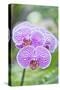 USA, Hi, Near Hilo, Hawaii Tropical Botanical Garden, Orchid-Rob Tilley-Stretched Canvas