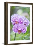 USA, Hi, Near Hilo, Hawaii Tropical Botanical Garden, Orchid-Rob Tilley-Framed Photographic Print