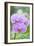 USA, Hi, Near Hilo, Hawaii Tropical Botanical Garden, Orchid-Rob Tilley-Framed Photographic Print