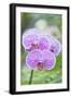 USA, Hi, Near Hilo, Hawaii Tropical Botanical Garden, Orchid-Rob Tilley-Framed Photographic Print