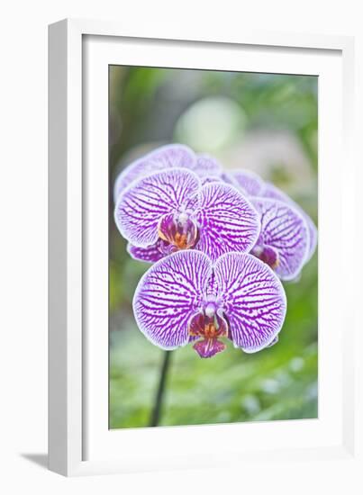 USA, Hi, Near Hilo, Hawaii Tropical Botanical Garden, Orchid-Rob Tilley-Framed Photographic Print