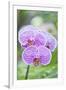 USA, Hi, Near Hilo, Hawaii Tropical Botanical Garden, Orchid-Rob Tilley-Framed Photographic Print