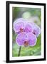 USA, Hi, Near Hilo, Hawaii Tropical Botanical Garden, Orchid-Rob Tilley-Framed Photographic Print