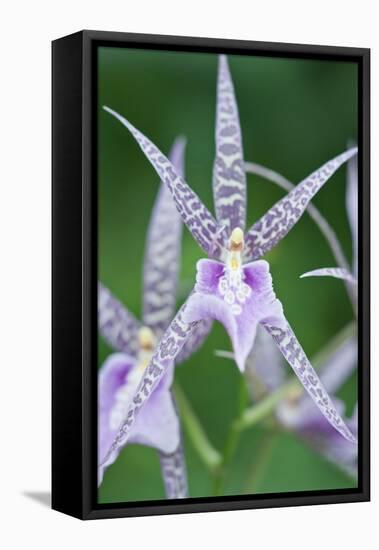 USA, Hi, Near Hilo, Hawaii Tropical Botanical Garden, Orchid-Rob Tilley-Framed Stretched Canvas